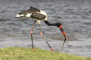 Ein Sattelstorch mit einer Eidechse im Schnabel