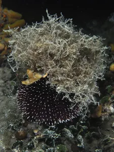 Ein Violetter Seeigel (Sphaerechinus granularis) mit einem dichten Algendach in einer dunklen Unterwasserumgebung