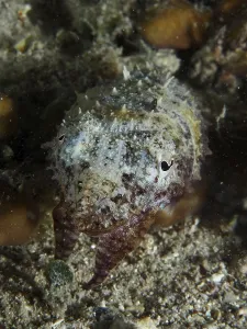 Eine Sepia, Gewohnlicher Tintenfisch (Sepia officinalis) juvenil ruht auf dem Meeresboden bei Nacht