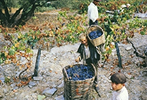 Eine Serie von Bildern ueber die Herstellung von Portwein in Portugal um 1960 - ein Junge, der einen kleinen Korb mit Trauben zu einem grossen Korb hinzufuegt