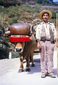 Eine Serie von Bildern ueber die Portweinherstellung in Portugal um 1960 - Portraet eines Mannes neben einem traditionellen Ochsenkarren