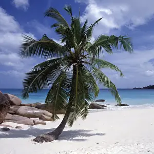 Einzelne Palme auf einem weissen Sandstrand vor dem blauen Meer