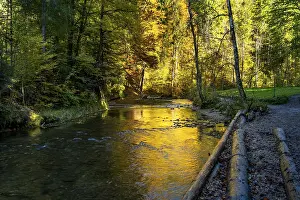 Category Forests Prints: The Eistobel nature reserve, a gorge of the Obere Argen river