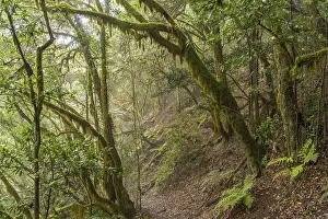 El Cedro laurel forest in Garajonay National Park