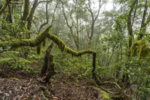 El Cedro laurel forest in Garajonay National Park