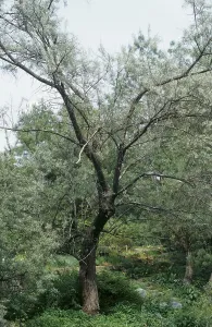Elaeagnus angustifolia (Elaeagnus angustifolia)