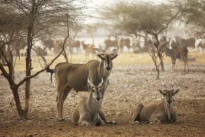 Eland antelope, (Traqelaphus oryx)