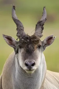 Eland (Taurotragus oryx), bull