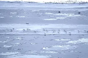 Elbe with ice floes, seagulls, winter