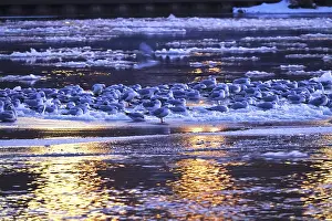 Elbe with ice floes, seagulls, winter