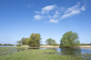 Elbe meadows, floodplain landscape