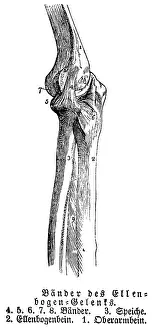 Elbow joint, tendons, human, body part