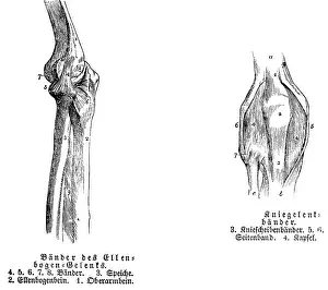 Elbow, tendon, spoke, elbow bone