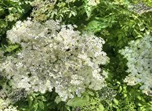 Elder (Sambucus), elderflower creative, Germany