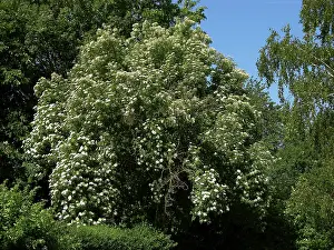 Elder (Sambucus nigra), also called Alhorn