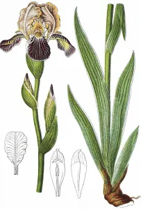 Elder-scented iris (Iris sambucina)