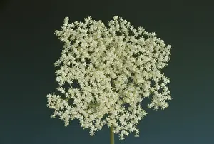 Elderflower, black elder (Sambucus) nigra