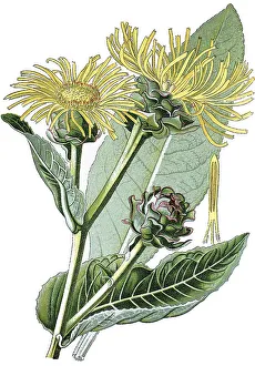 Elecampane or Horse-heal (Inula helenium)