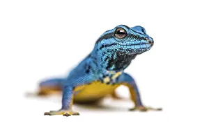 Electric blue gecko looking at the camera