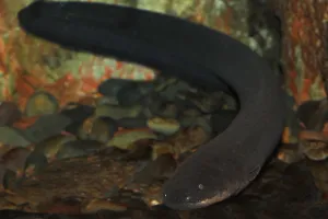 Electric Eel, Electric eels (electrophorus electricus)