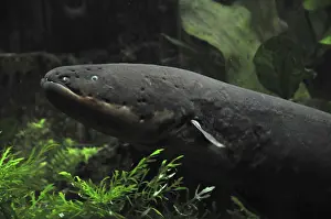 Electric eel (Electrophorus electricus)