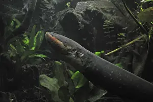 Electric eel (Electrophorus electricus)