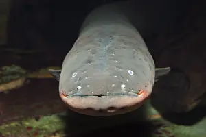 Electric eel (Electrophorus electricus), Venezuela