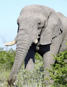 Elefant, Etosha, Namibia, african elephant (Loxodonta africana)