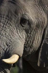 Elefantenbulle