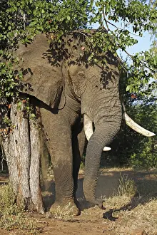 Elefantenbulle im Kruger Nationalpark S
