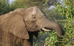 Elefantenkopf im Kruger Nationalpark S