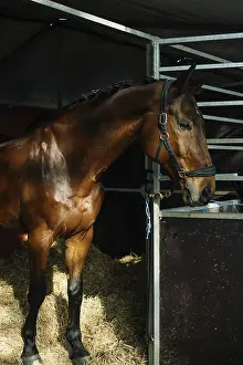 Elegant brown horse stands majestically in a stable