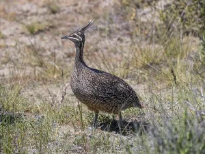 Elegant crested tinamou (Eudromia elegans)