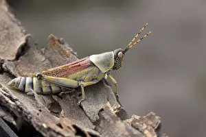Elegant Grasshopper (Zonocerus elegans)