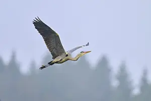 An elegant grey heron (Ardea cinerea)
