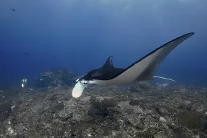 Elegant manta ray, reef manta (Mobula alfredi)