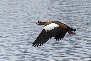 Elegant Nile Goose in flight over the water surface