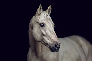 Elegant portrait of a stunning palomino isabelline kinsky warmblood horse on black background