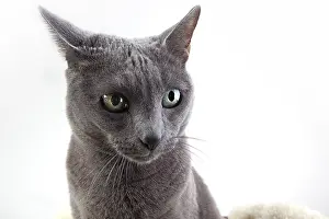 Elegant Russian Blue Pedigree Cat on Lambskin