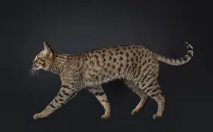 Elegant Savannah cat, walking side ways
