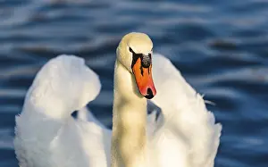 An elegant swan with orange beak on blue water