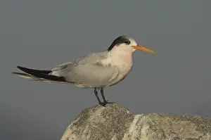 Elegant Tern (Thalasseus elegans)