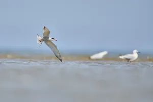 Elegant tern (Thalasseus elegans) flying in the sky above the sea
