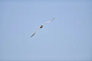 Elegant tern (Thalasseus elegans) flying in the sky above the sea