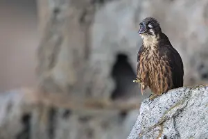 Eleonora's Falcon (Falco eleonorae) female calling