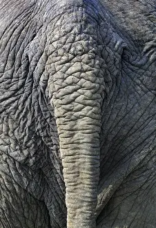 Elephant from behind