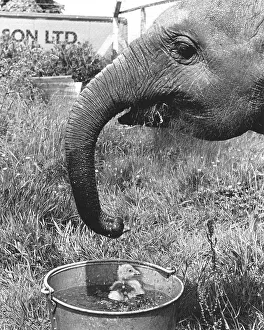 Elephant and bathing chick, England, Great Britain