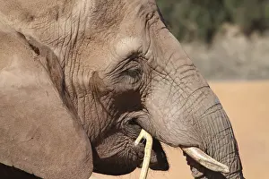 Elephant close up of this big beautiful animal