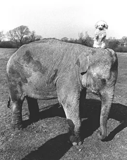Elephant with dog, England, Great Britain