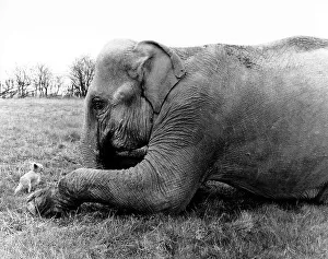 Elephant with dog, England, Great Britain